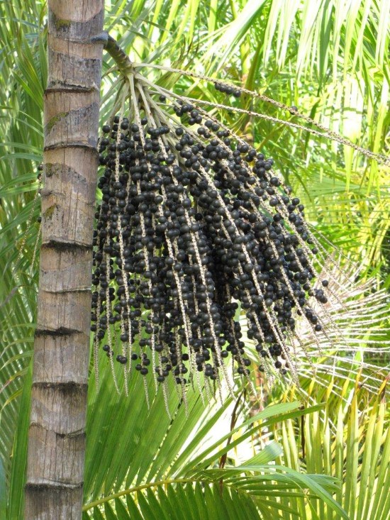 How To Grow Acai Berries 2