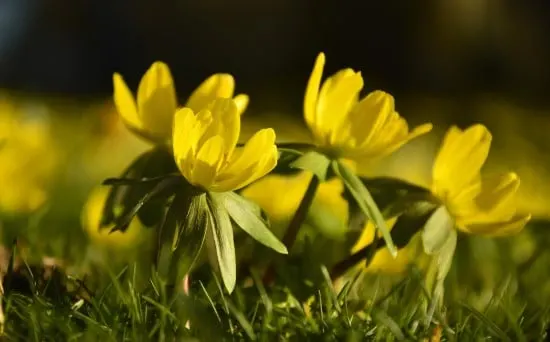 How To Grow Winter Aconite Flowers 3