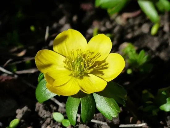 How To Grow Winter Aconite Flowers