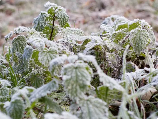 How To Protect Plants from Frost