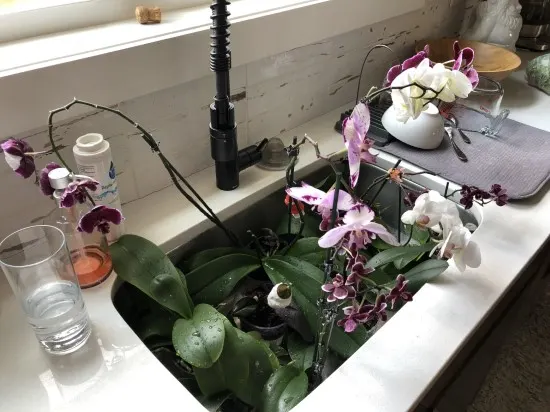 How To Water Orchids 3