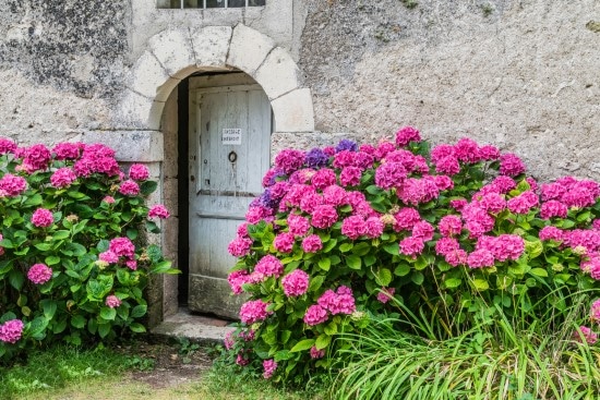 Hydrangea Red Flowering Shrubs