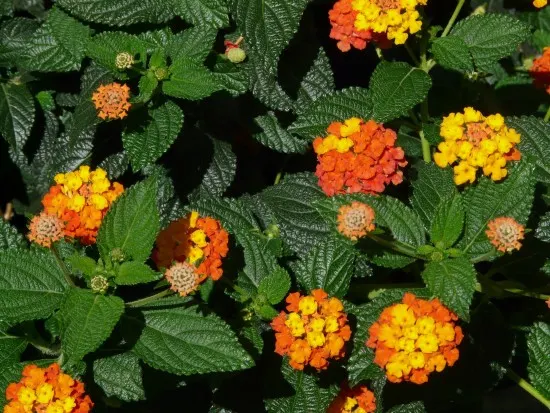 Lantana Red Flowering Shrubs