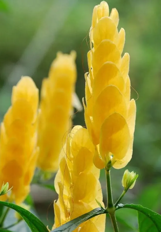 Lollipop Plant Yellow Flowering Houseplants