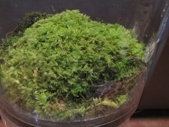 Moss Best Terrarium Plants for Your Home