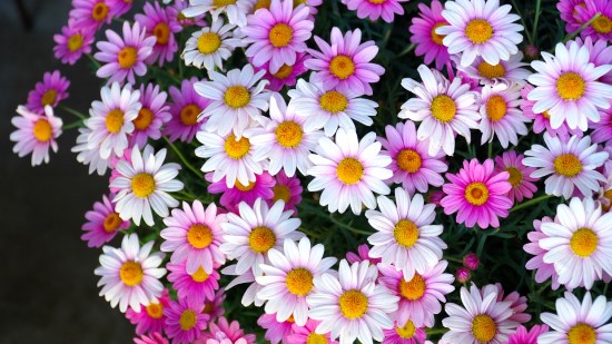 Osteospermum Frost Tolerant Flowers