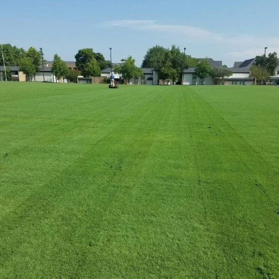 Outsidepride Arden 15 Hybrid Bermuda Grass Seed What Are The Different Types Of Sod