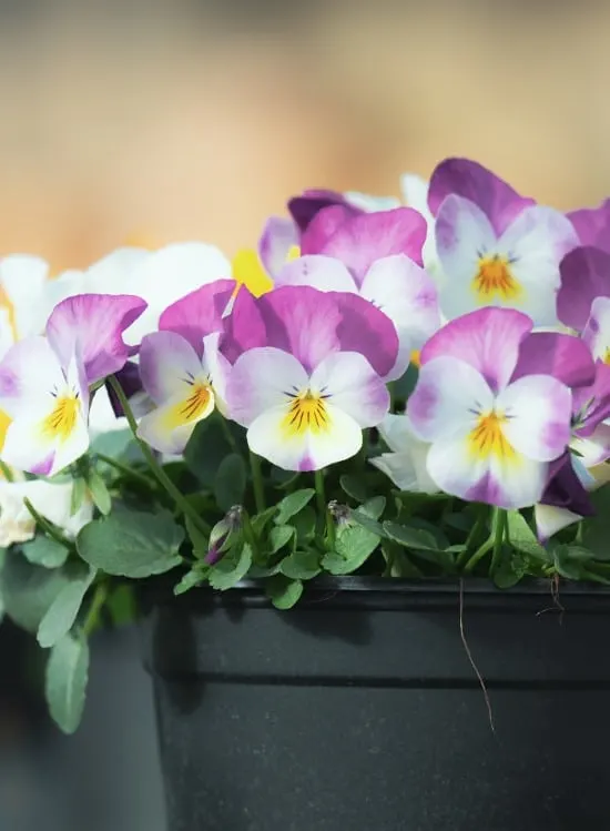Pansy Frost Tolerant Flowers