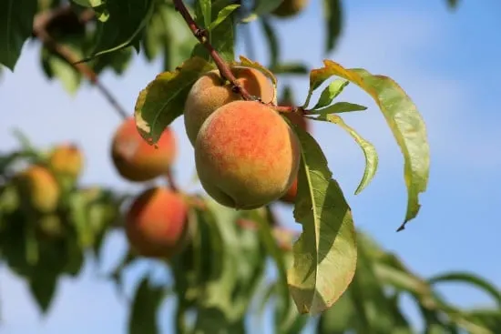 Peach Trees Dwarf Fruit Trees