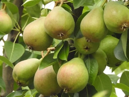 Pear Best Green Fruit Plants