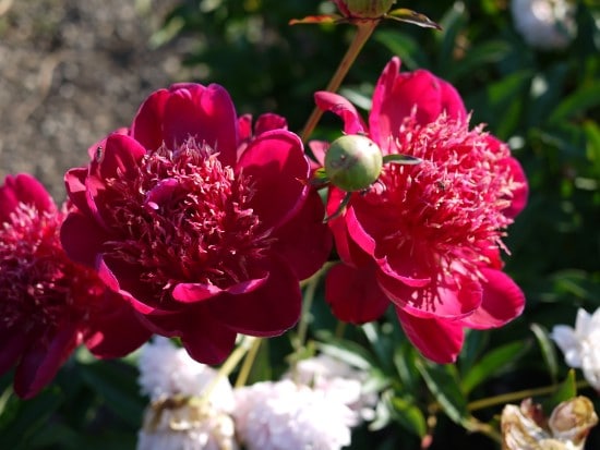 Peony Red Perennial Flowers