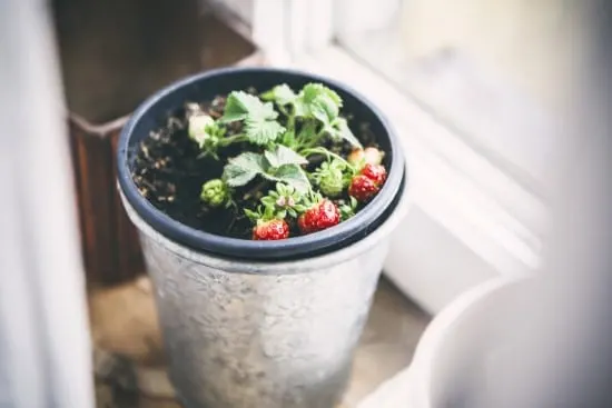 Planting strawberries in a pot Do Strawberries Grow on Trees