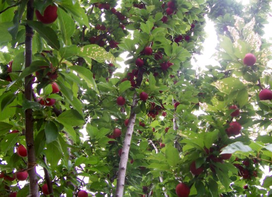 Plum Tree Cool Climate Fruit Trees