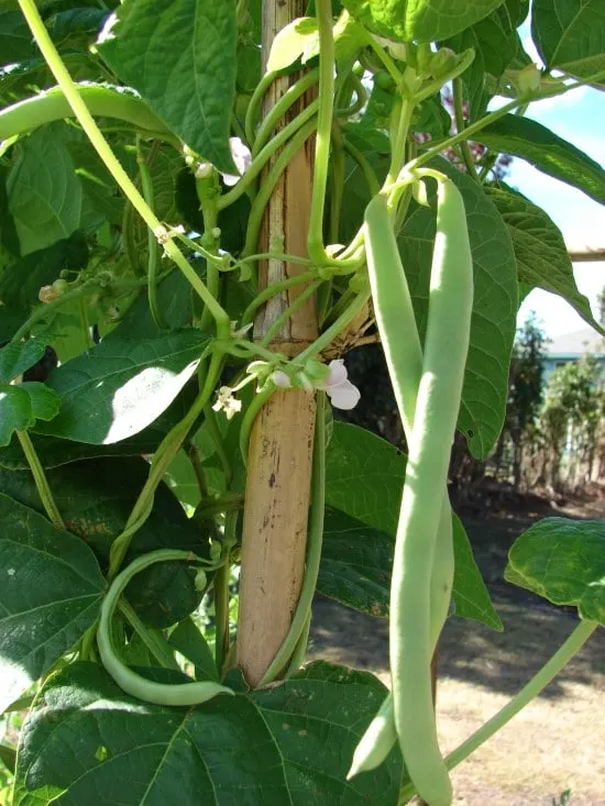 Pole Beans 18 of the Edible Vine Plants to Grow Vertically at Home