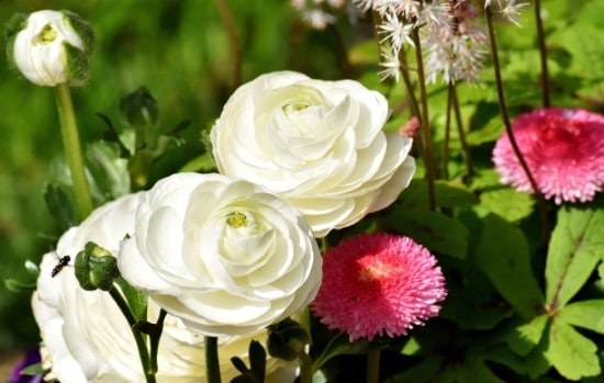 Ranunculus Rose Alternative Flowers