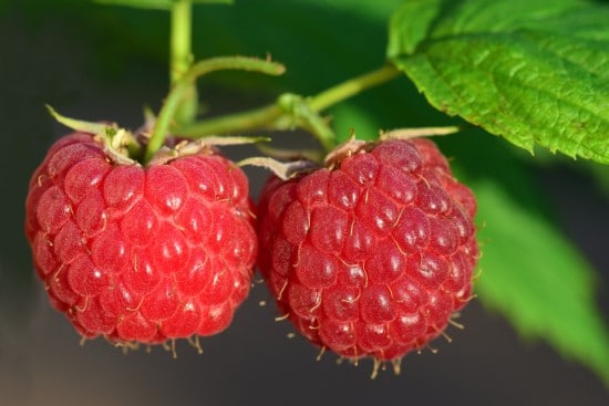 Raspberry 18 of the Edible Vine Plants to Grow Vertically at Home