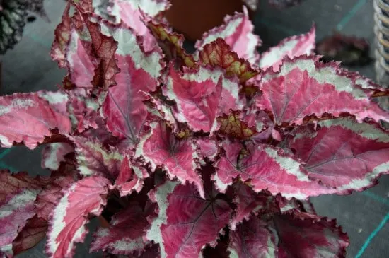 Rex Begonia Red Leaf Plants