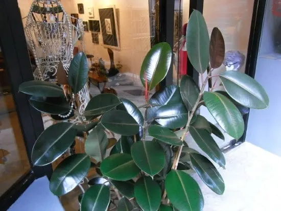 Rubber Plant Easy Care Indoor Plants