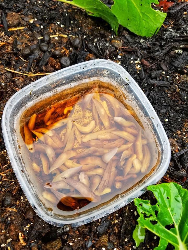 Snails and Slugs Beer Trap 2