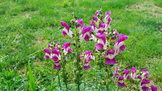 Snapdragon Frost Tolerant Flowers