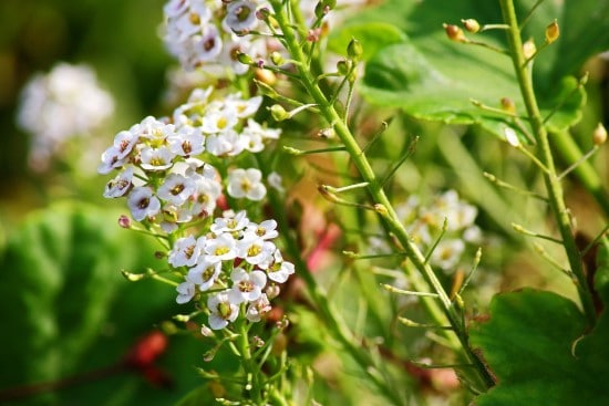 Sweet Alyssum Frost Tolerant Flowers