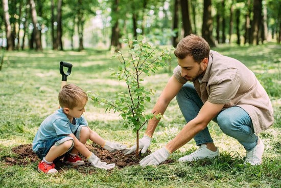 Tips to Take Care of Your Backyard Tree