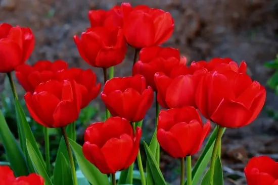 Tulips Red Perennial Flowers