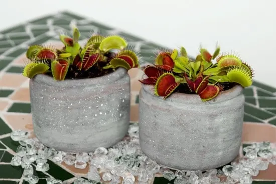 Venus Flytrap Best Terrarium Plants for Your Home