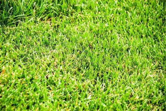 What Temperature Does Grass Stop Growing