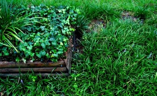 When to plant Bermuda grass seed