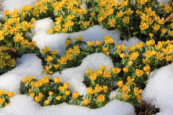 Winter Aconite Winter Flowering Bulbs