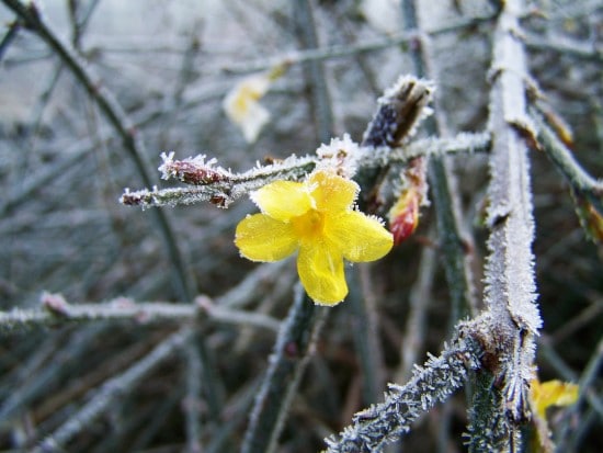 Winter Jasmine Winter Flowering Bulbs