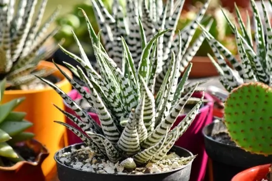 Zebra Haworthia Spiky plants