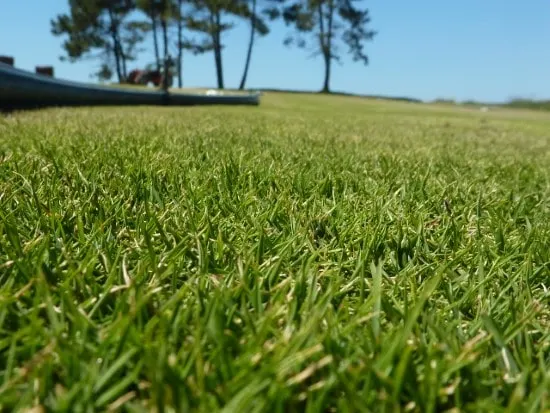 Zoysia Tenuifolia When To Plant Zoysia Grass Seed 2