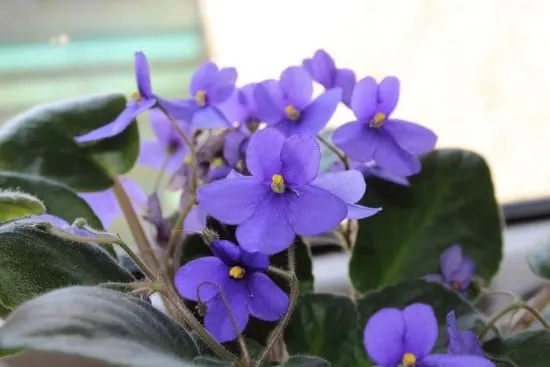 African violet Plants That Grow from Cuttings In Water