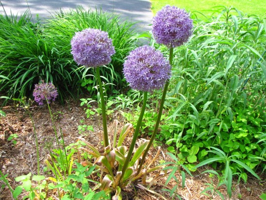 Allium Summer Flowering Bulbs