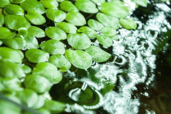 Amazon Frogbit Plants That Grow In Water