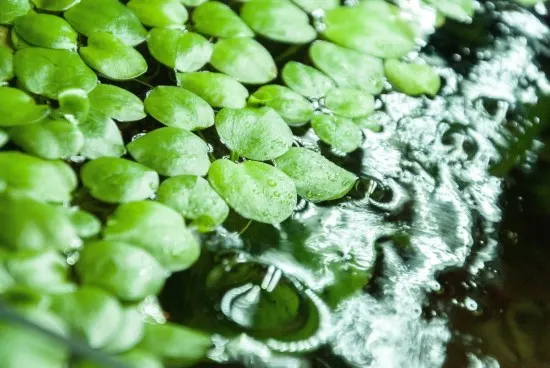 Amazon Frogbit Plants That Grow In Water