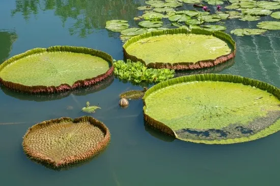 Amazon Water Lily Plants That Grow In Water