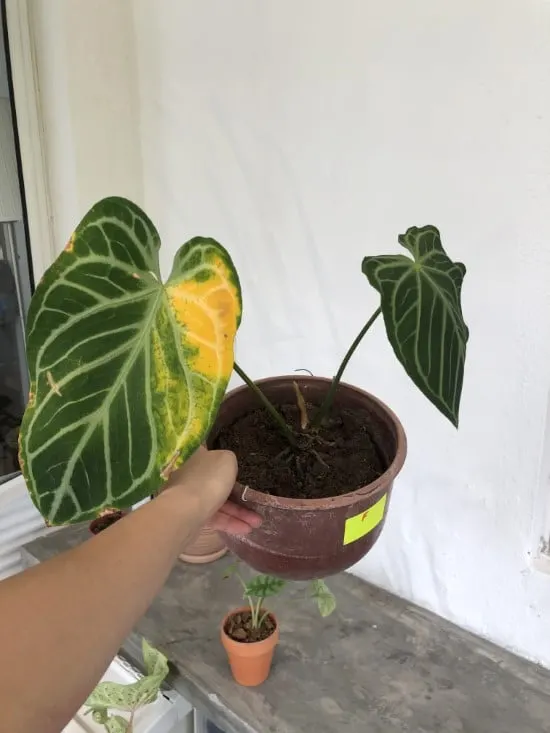 Anthurium Crystallinum Leaf Is Yellowing Anthurium Crystallinum Vs Clarinervium