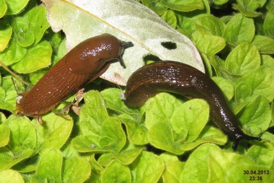Are Slugs Good Luck Or Bad Luck