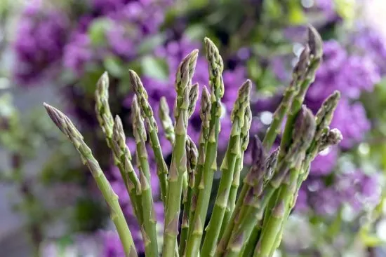 Asparagus Basil Companion Plants