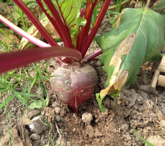 Beets Onion Companion Plants