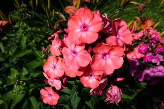 Begonia Summer Flowering Bulbs