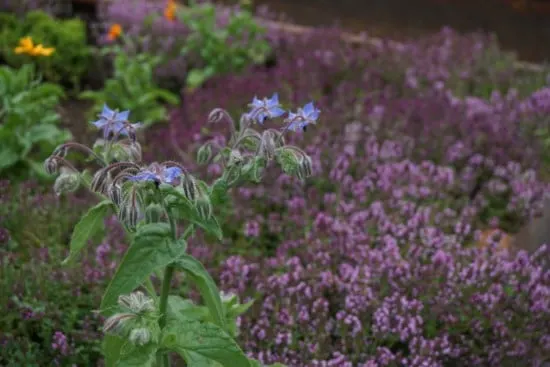 Borage Basil Companion Plants