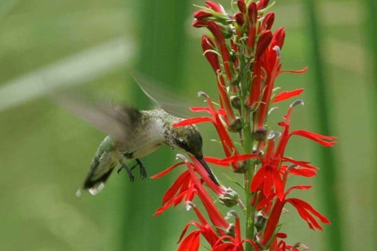 Cardinal Best Flowers for Hummingbirds