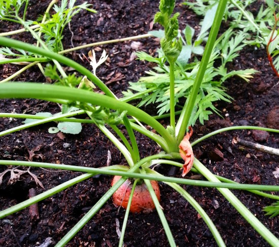 Carrot Best Tomato Companion Plants