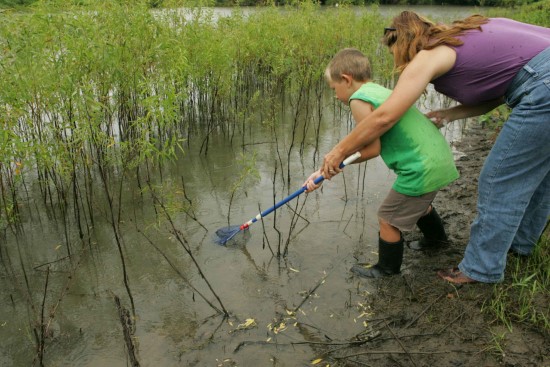 Catching Frogs Does Baking Soda Kill Frogs