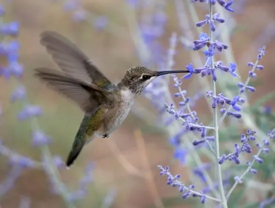 Catmint Best Flowers for Hummingbirds