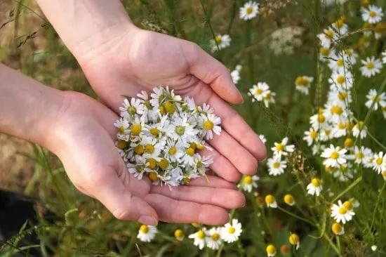 Chamomile Basil Companion Plants